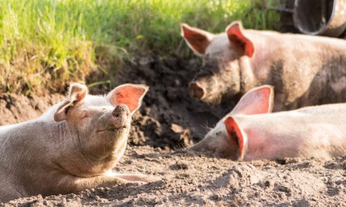 FDA Approves Genetic Alteration Of Pigs For Both Human Food, Potential Therapeutic Uses