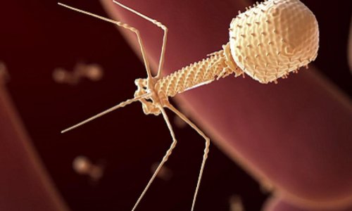 Bacteriophage Therapy Research Gets Boost From NIH